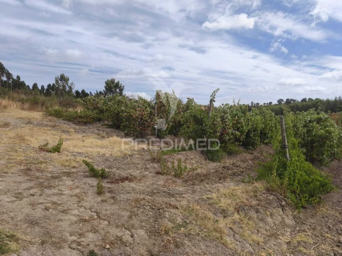 Terreno para Venda em Abrigada e Cabanas de Torres Foto 8