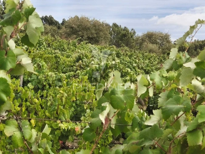 Terreno para Venda em Abrigada e Cabanas de Torres Foto 9