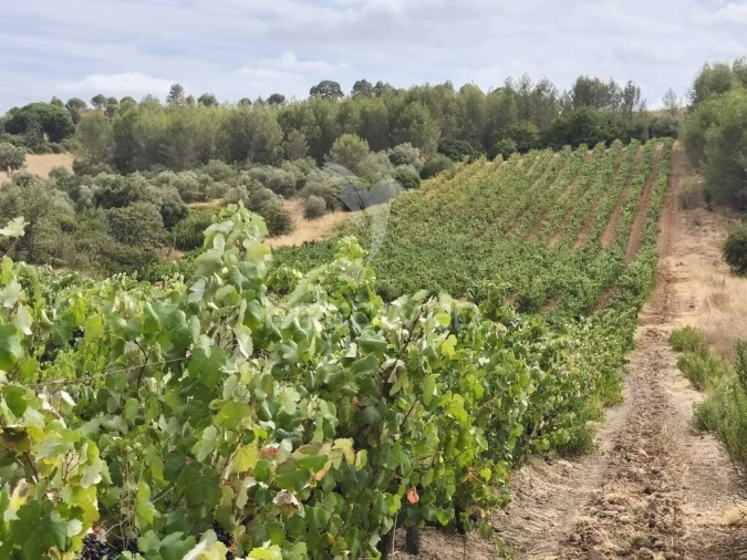 Terreno para Venda em Abrigada e Cabanas de Torres Foto 4