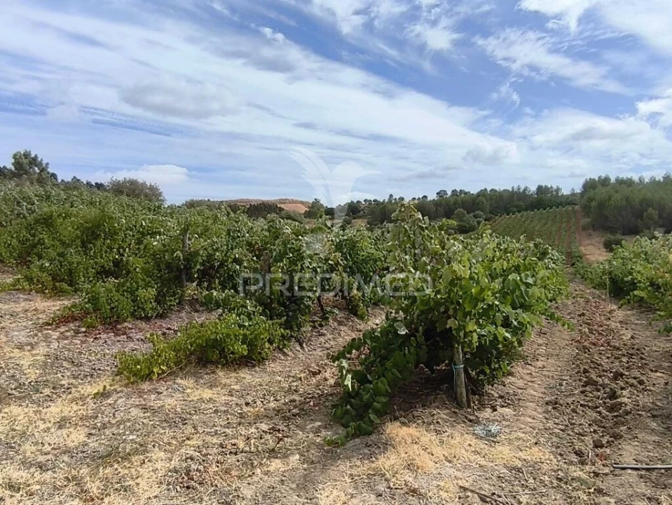 Terreno para Venda em Abrigada e Cabanas de Torres Foto 6