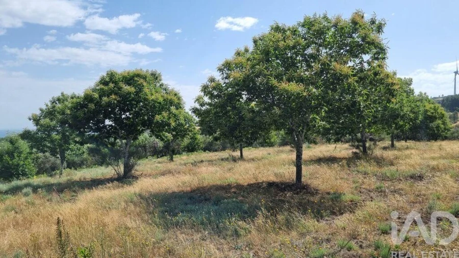 Terreno para Venda em Prados Foto 14