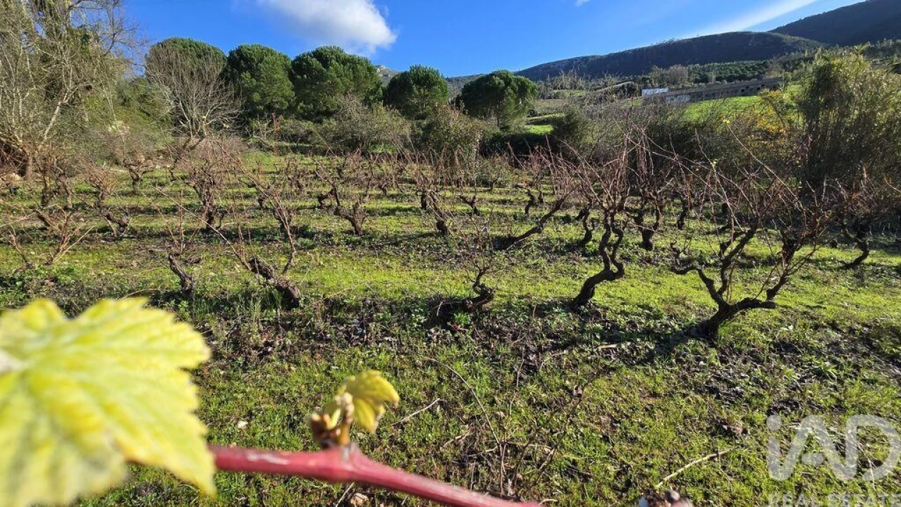 Terreno para Venda em Lamas e Cercal Foto 6