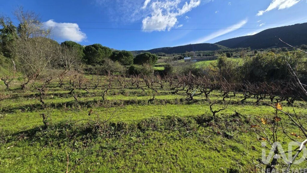 Terreno para Venda em Lamas e Cercal Foto 3