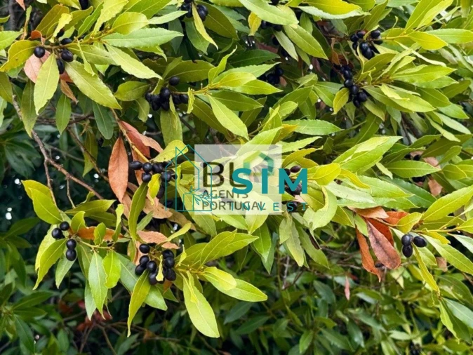 Moradia T10 para Venda em Luz de Tavira e Santo Estêvão Foto 43