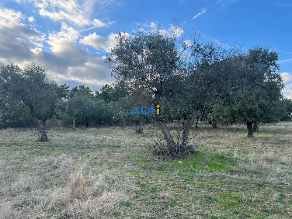 Quinta para Venda em Castelo Branco Foto 34