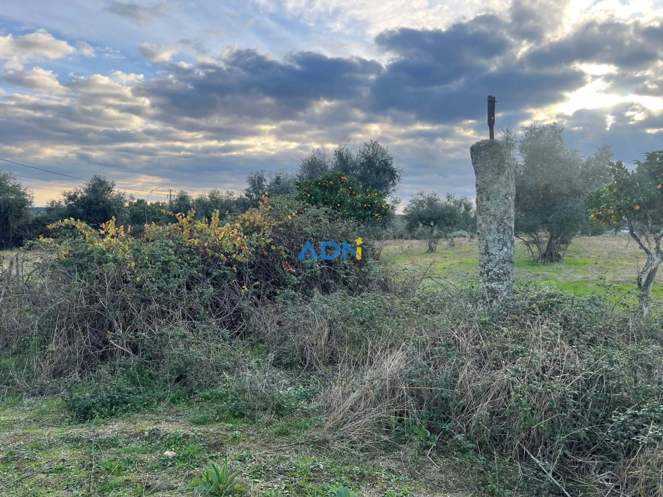 Quinta para Venda em Castelo Branco Foto 37