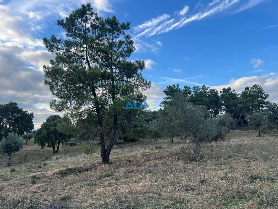 Quinta para Venda em Castelo Branco Foto 22