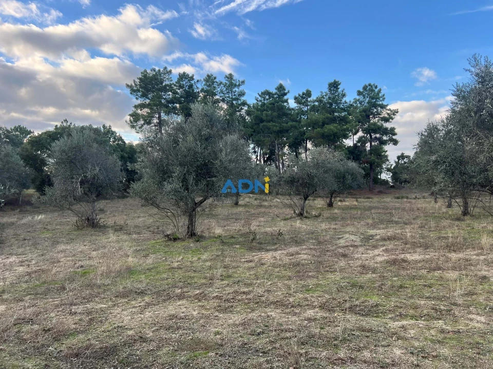 Quinta para Venda em Castelo Branco Foto 24