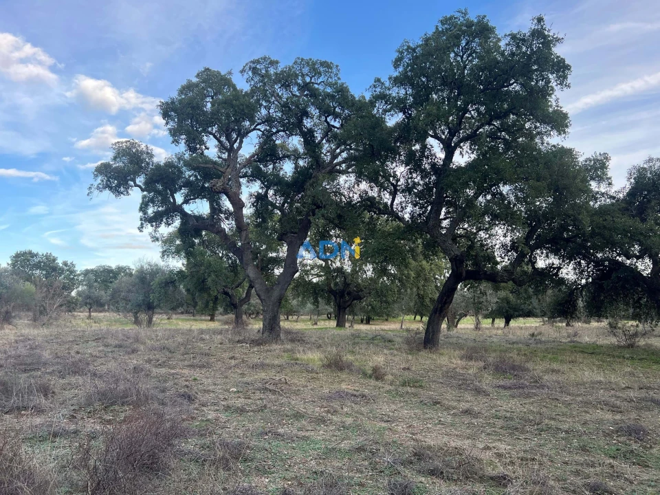 Quinta para Venda em Castelo Branco Foto 28