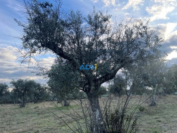 Quinta para Venda em Castelo Branco Foto 33