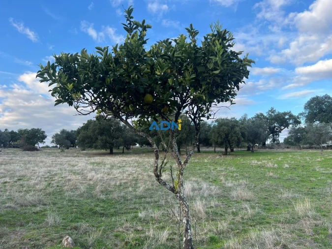 Quinta para Venda em Castelo Branco Foto 49