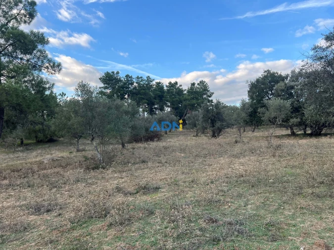 Quinta para Venda em Castelo Branco Foto 23