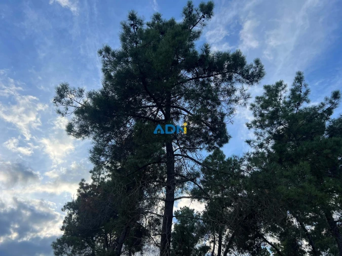 Quinta para Venda em Castelo Branco Foto 26