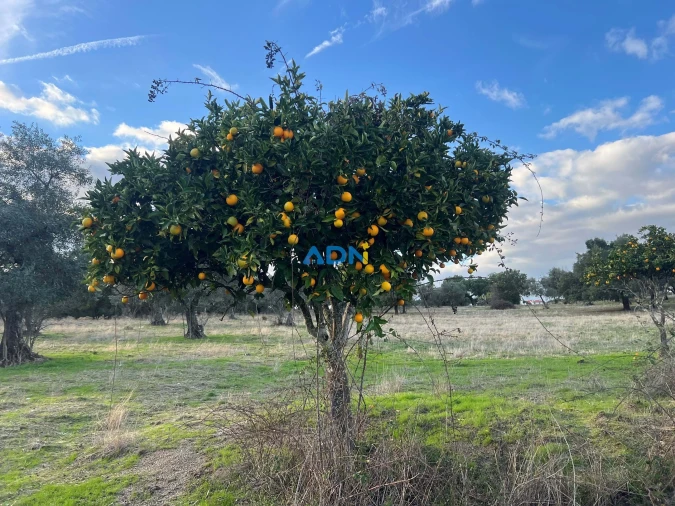 Quinta para Venda em Castelo Branco Foto 48