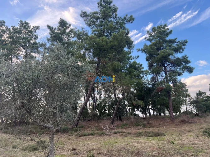 Quinta para Venda em Castelo Branco Foto 25