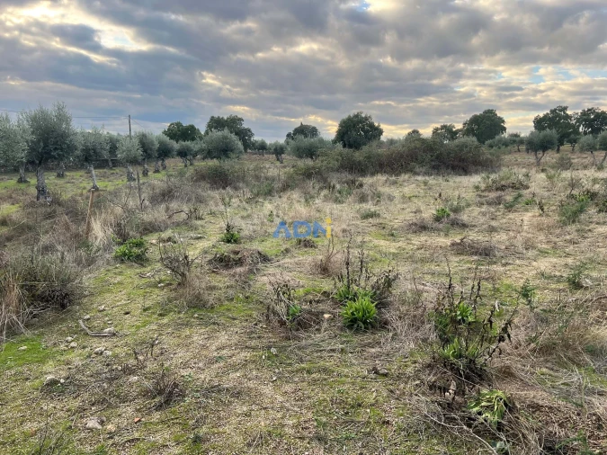 Quinta para Venda em Castelo Branco Foto 18