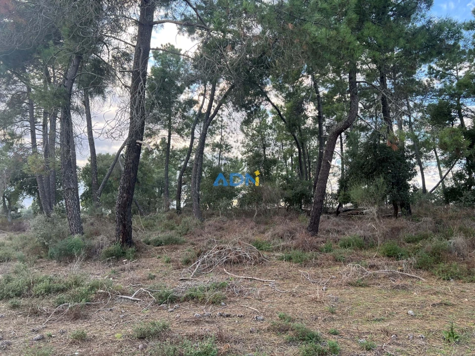 Quinta para Venda em Castelo Branco Foto 27