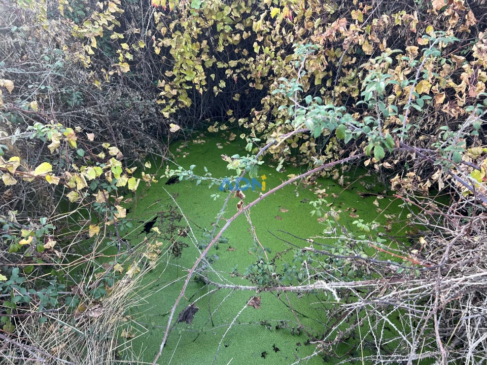 Quinta para Venda em Castelo Branco Foto 46