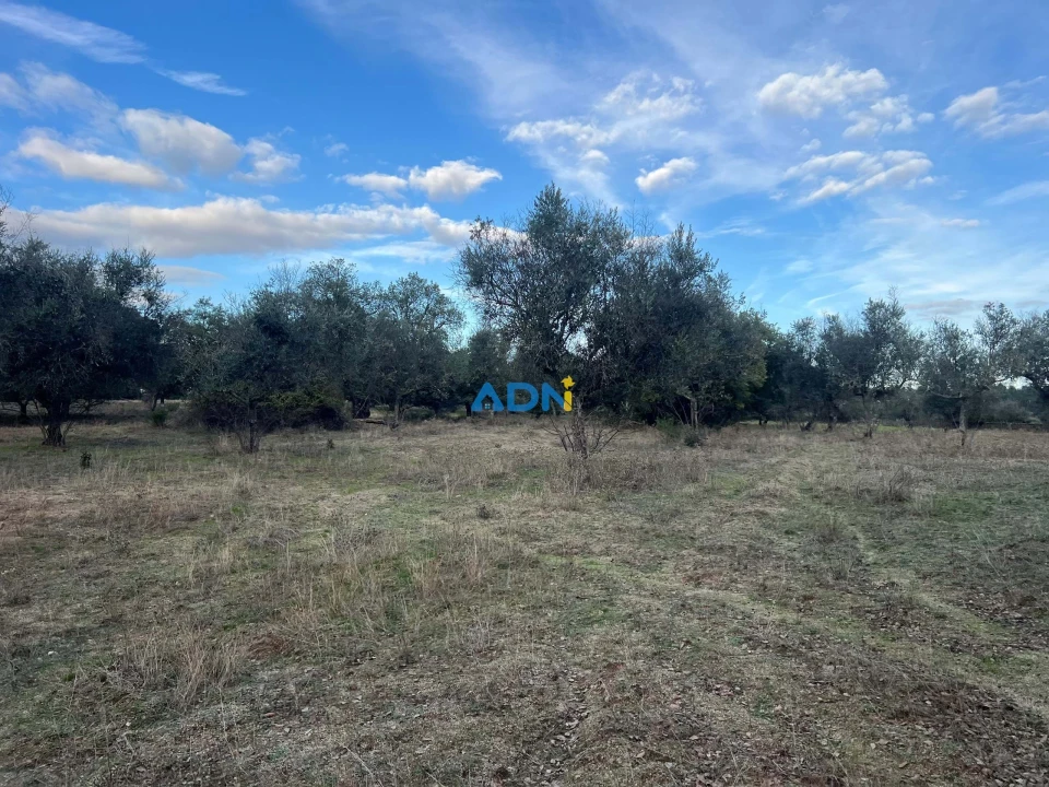 Quinta para Venda em Castelo Branco Foto 4
