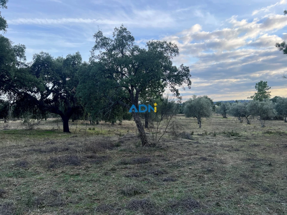 Quinta para Venda em Castelo Branco Foto 29
