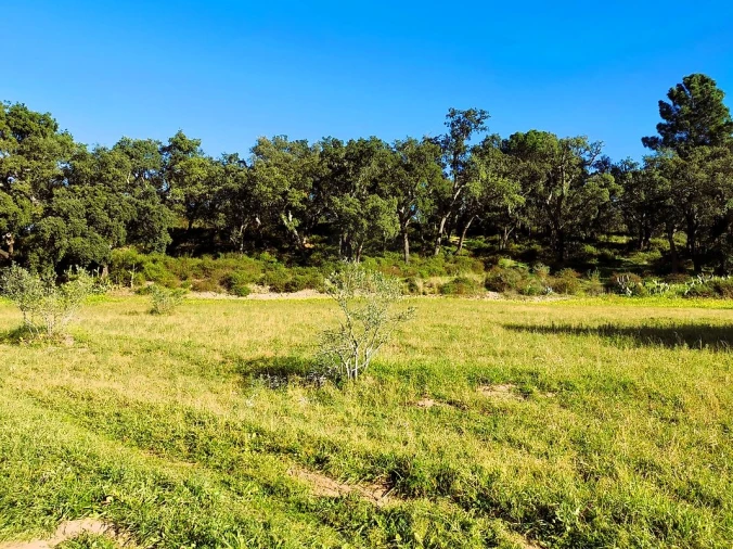 Terreno para Venda em Carregueira Foto 6