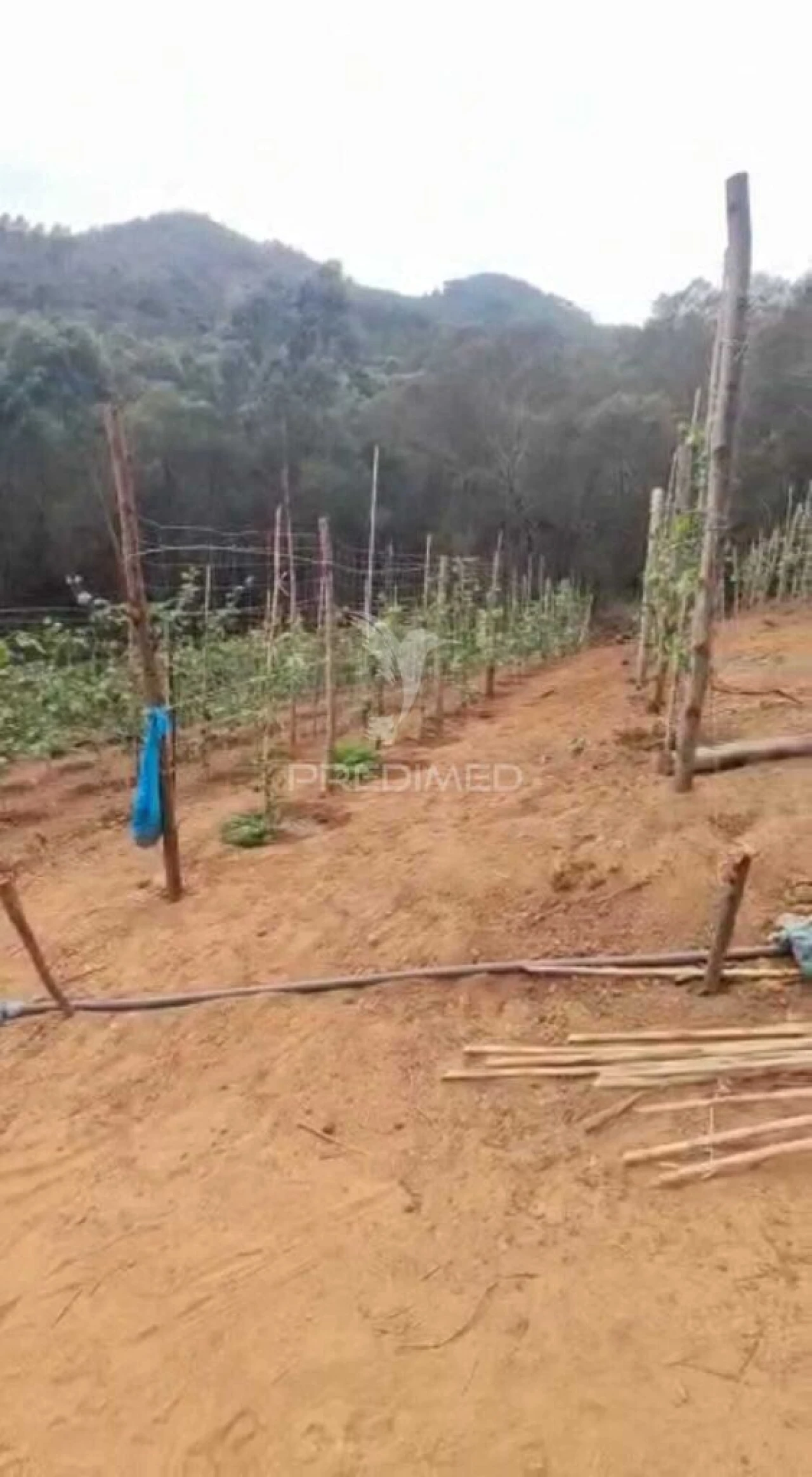 Terreno para Venda em Caniçal Foto 5