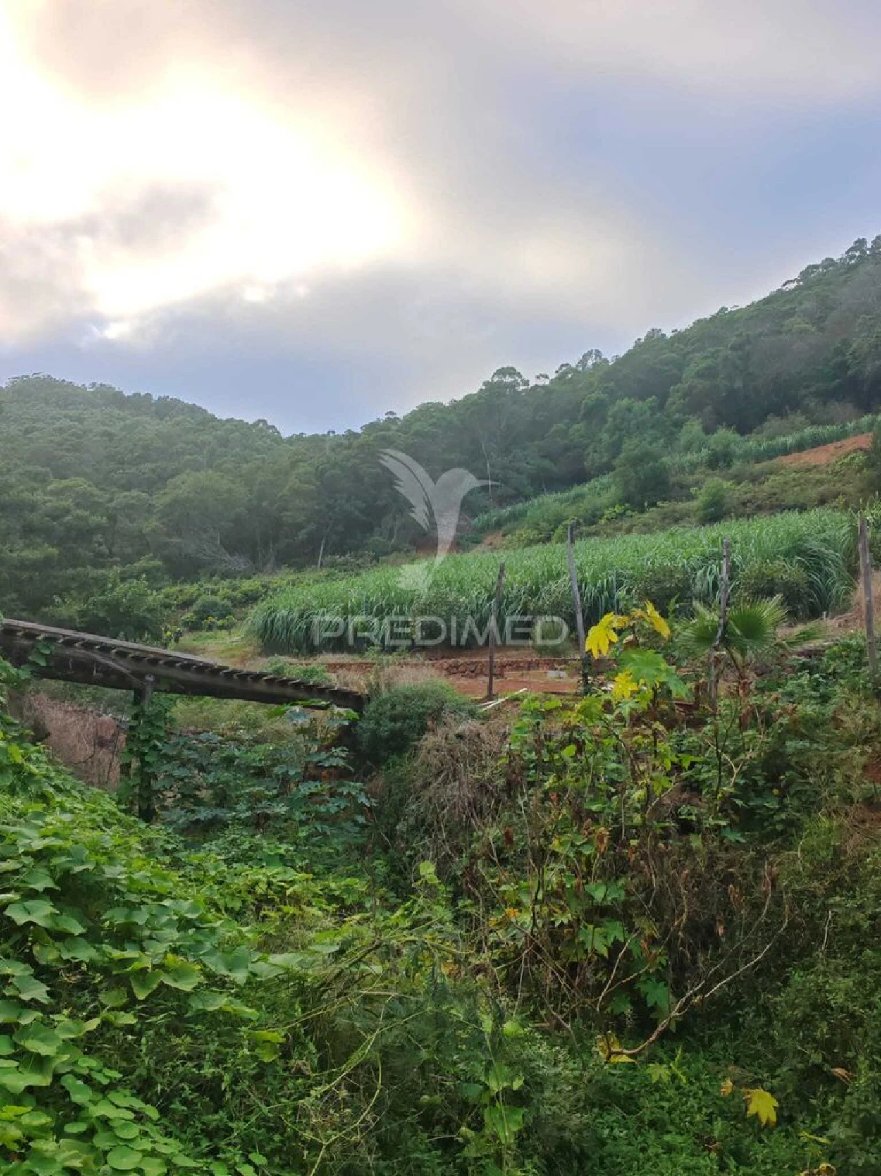 Terreno para Venda em Caniçal Foto 6