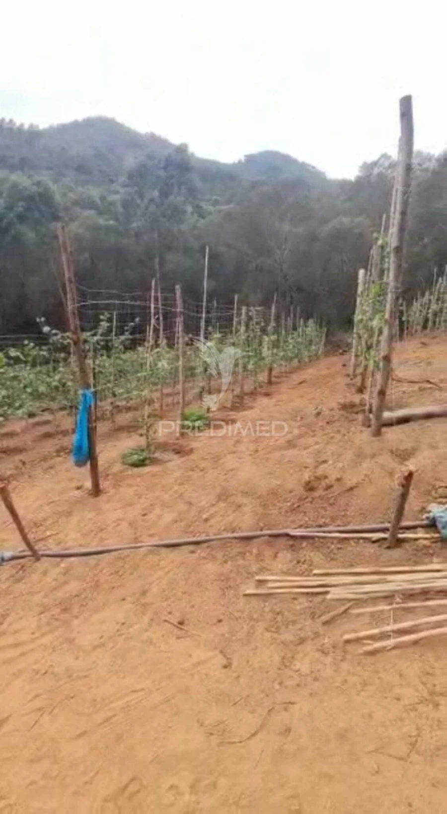 Terreno para Venda em Caniçal Foto 5