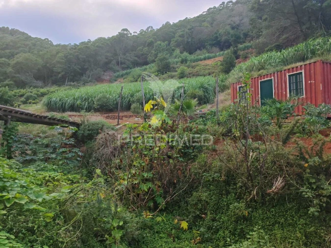 Terreno para Venda em Caniçal Foto 7