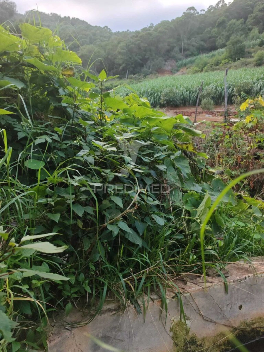 Terreno para Venda em Caniçal Foto 13