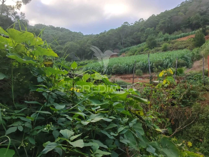 Terreno para Venda em Caniçal Foto 12