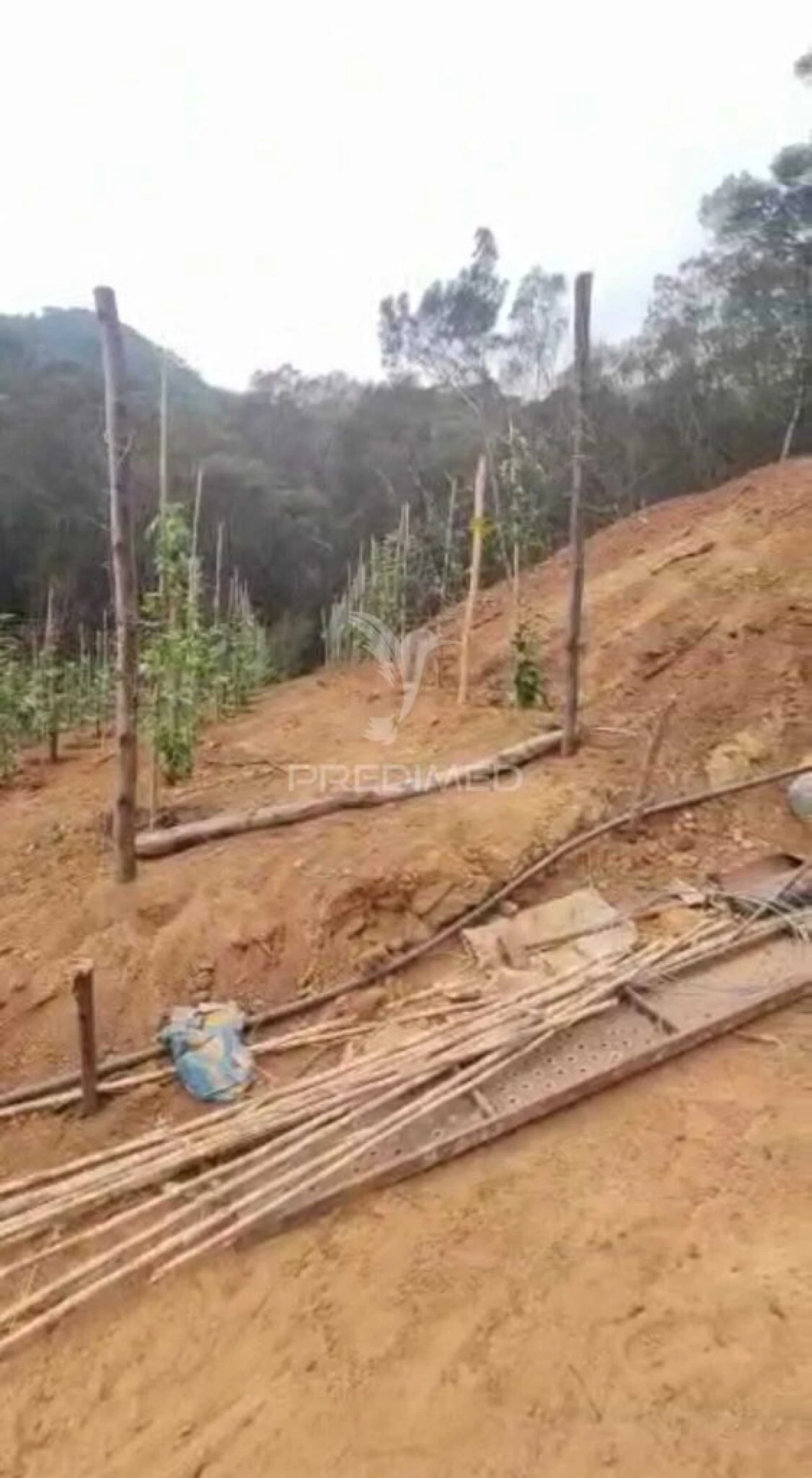 Terreno para Venda em Caniçal Foto 4