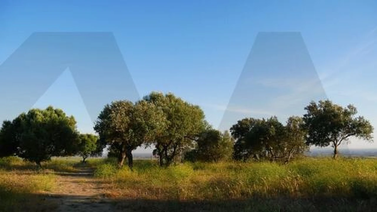 Terreno para Venda em Chancelaria Foto 2
