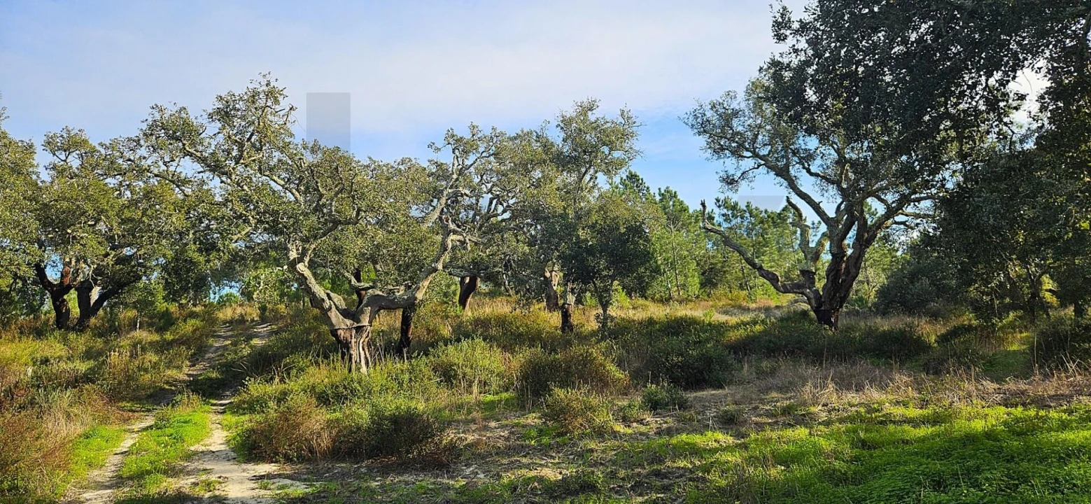 Quinta T4 para Venda em Melides Foto 10