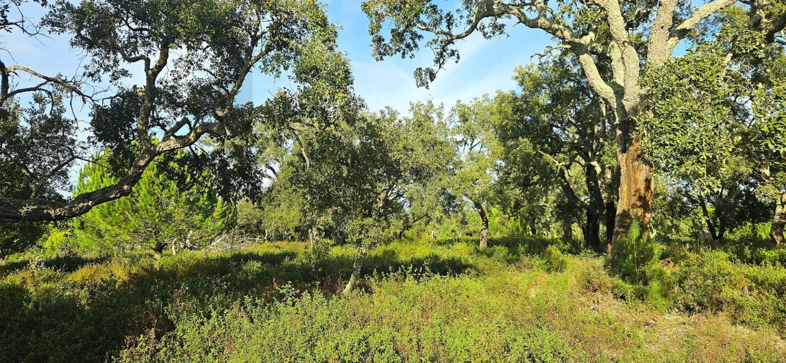 Quinta T4 para Venda em Melides Foto 12