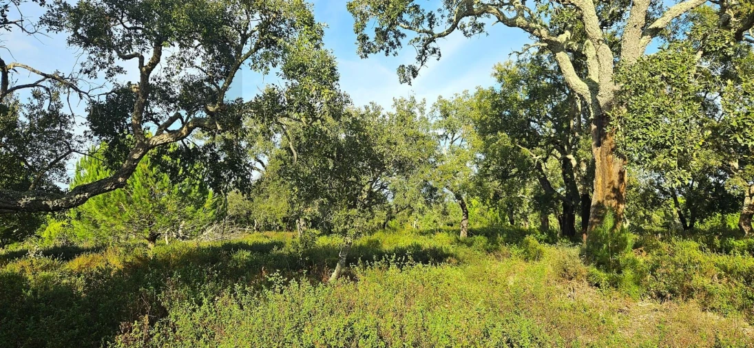 Quinta T4 para Venda em Melides Foto 12