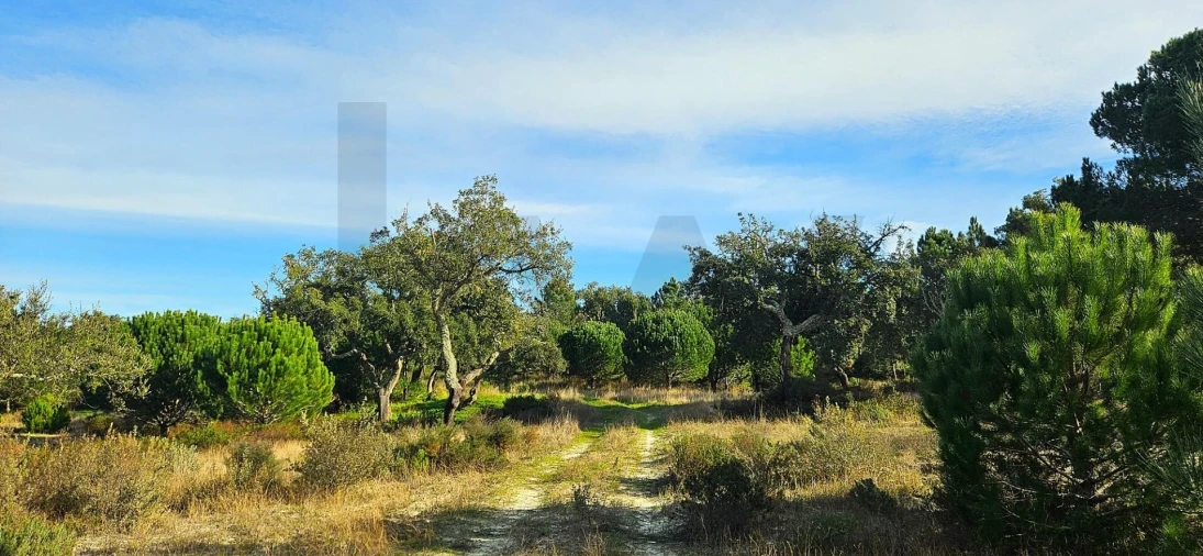 Quinta T4 para Venda em Melides Foto 11