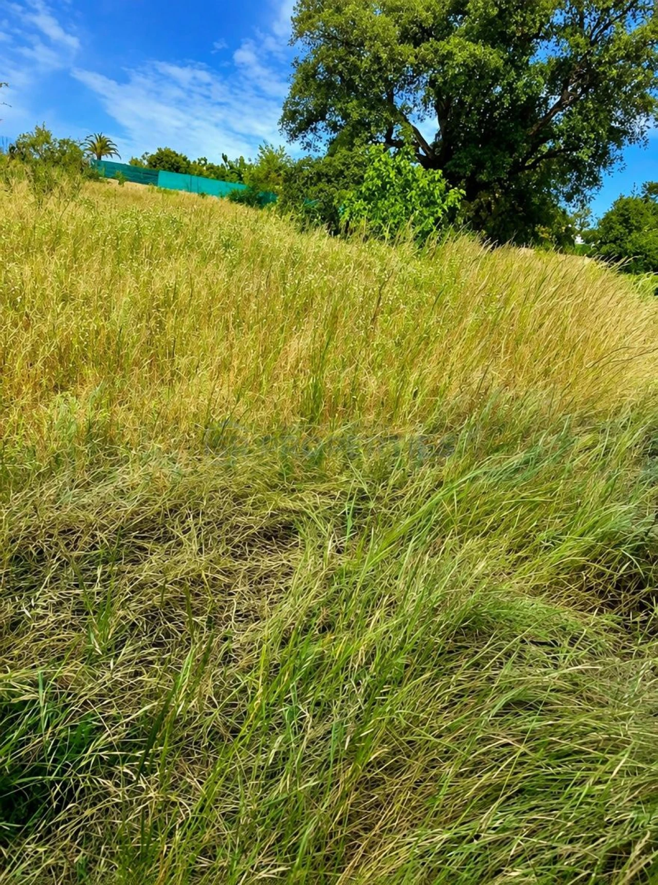 Terreno para Venda em Almancil Foto 2