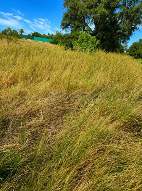 Terreno para Venda em Almancil