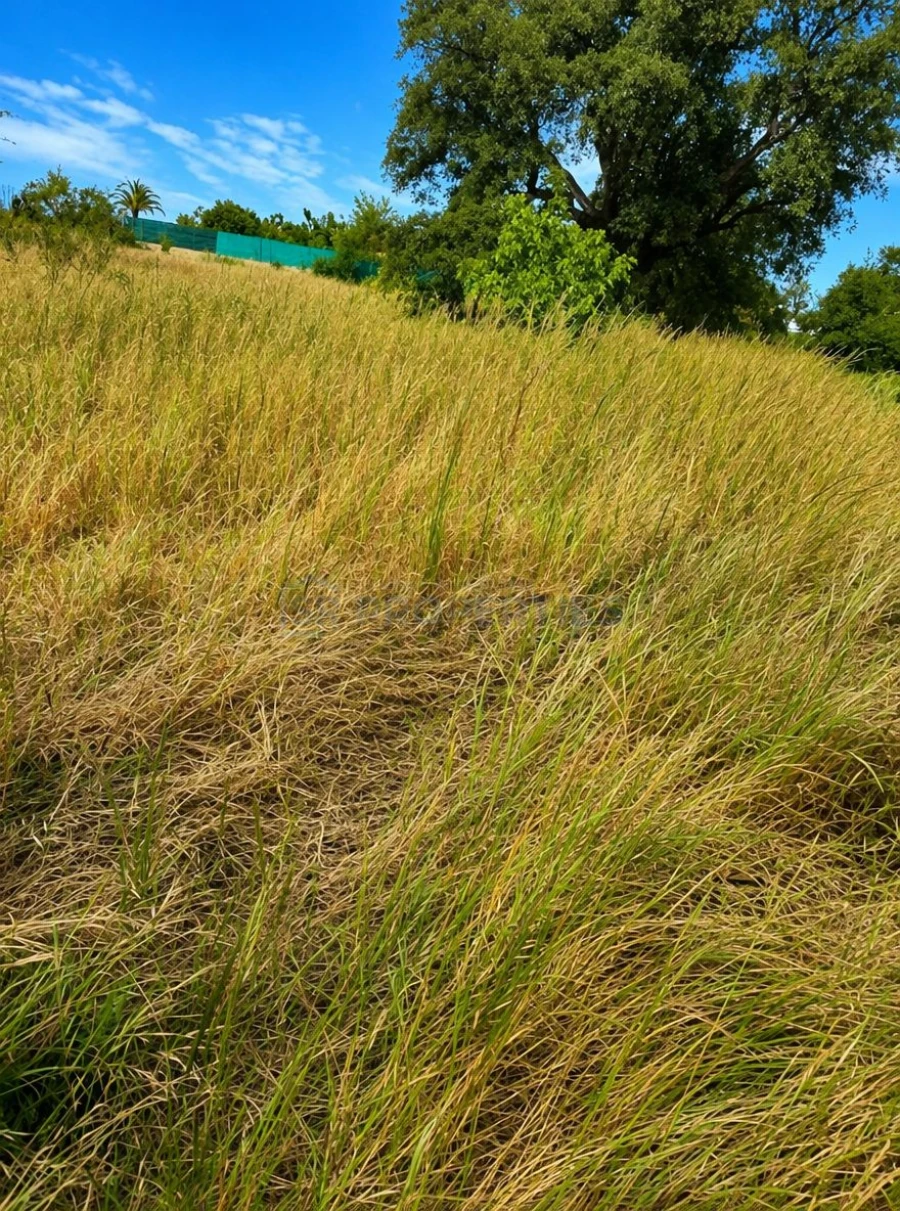 Terreno para Venda em Almancil Foto 12