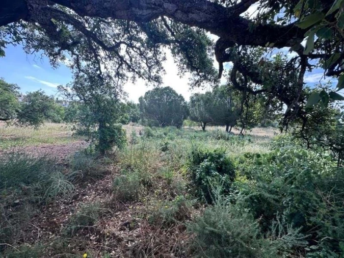 Terreno para Venda em Almancil Foto 17
