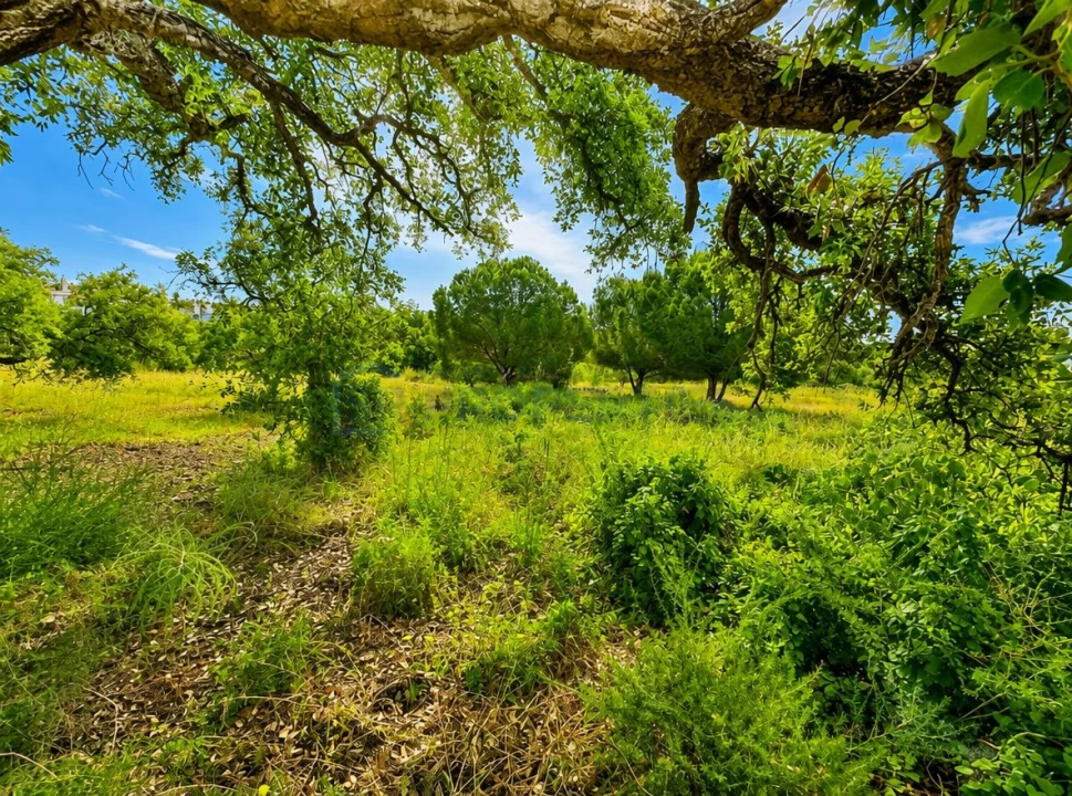 Terreno para Venda em Almancil Foto 17