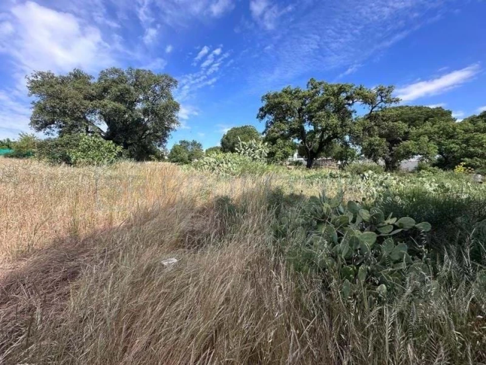 Terreno para Venda em Almancil Foto 16