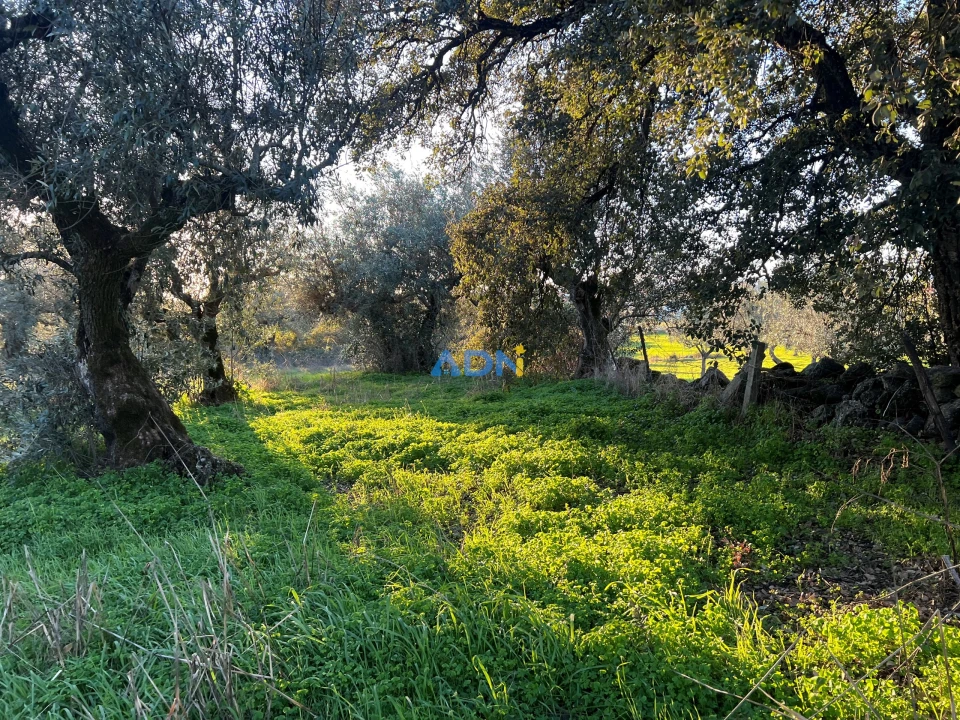 Quinta para Venda em Lardosa Foto 19