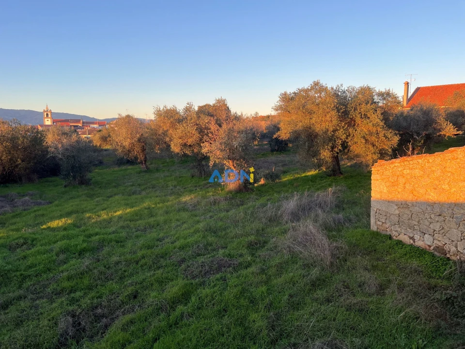 Quinta para Venda em Lardosa Foto 60