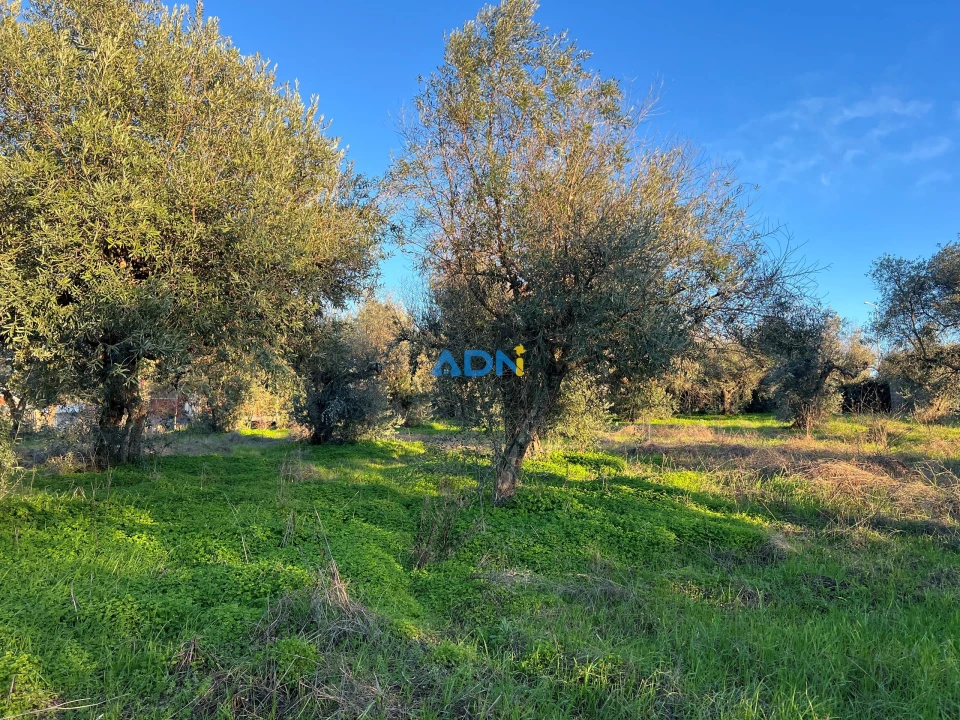 Quinta para Venda em Lardosa Foto 24