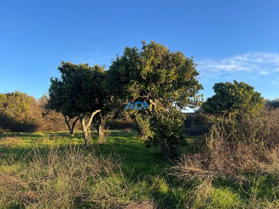 Quinta para Venda em Lardosa Foto 41