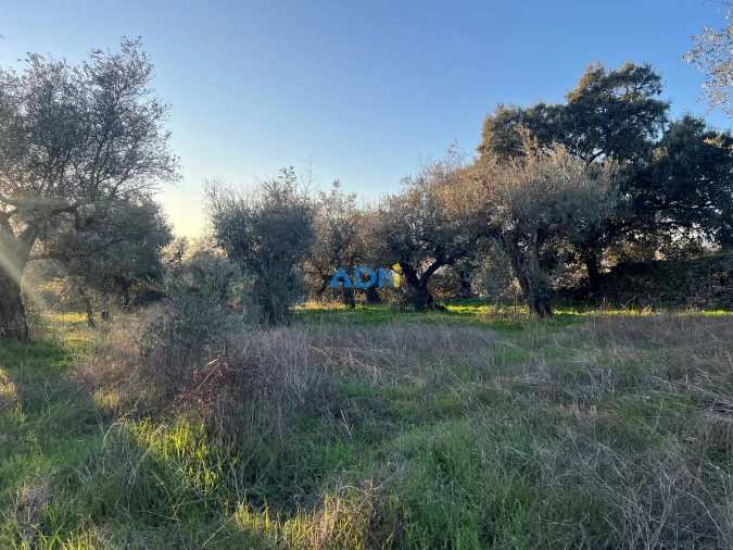 Quinta para Venda em Lardosa Foto 17