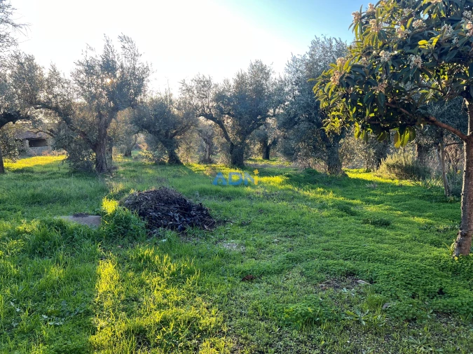 Quinta para Venda em Lardosa Foto 10