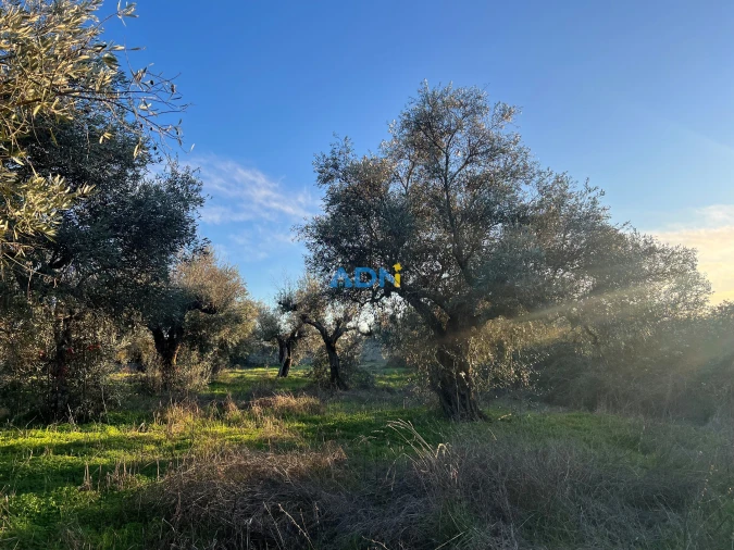 Quinta para Venda em Lardosa Foto 23